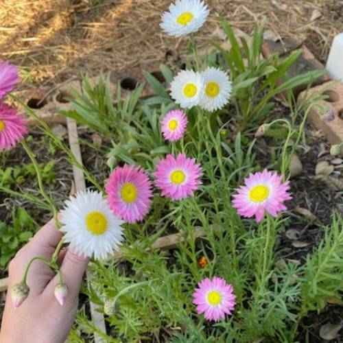 With Sympathy Gift of Seeds