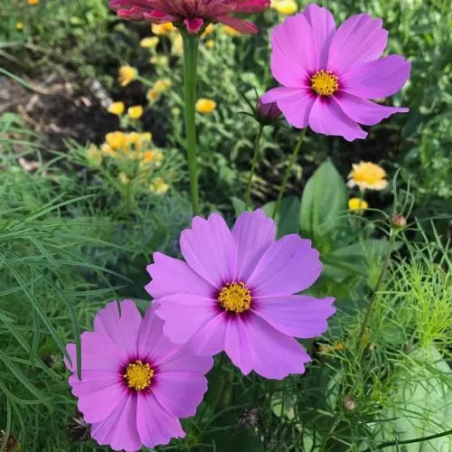 Thanks a Bunch Gift of Seeds