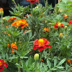 Thanks a Bunch Gift of Seeds