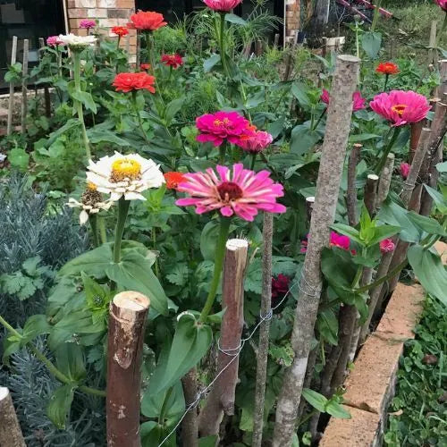Thanks a Bunch Gift of Seeds