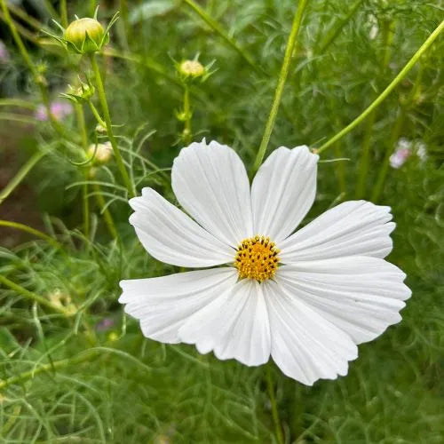 Thanks a Bunch Gift of Seeds