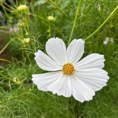 Thanks a Bunch Gift of Seeds