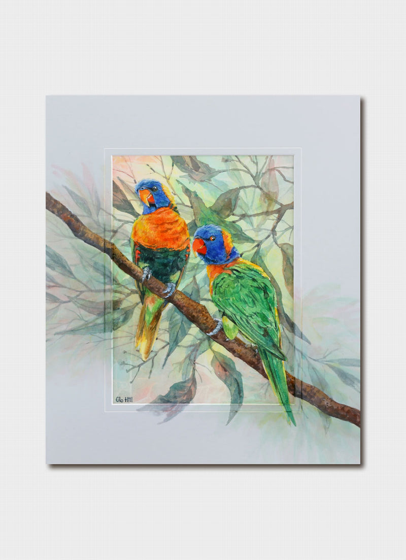 Glo Hill - Rainbow Lorikeets