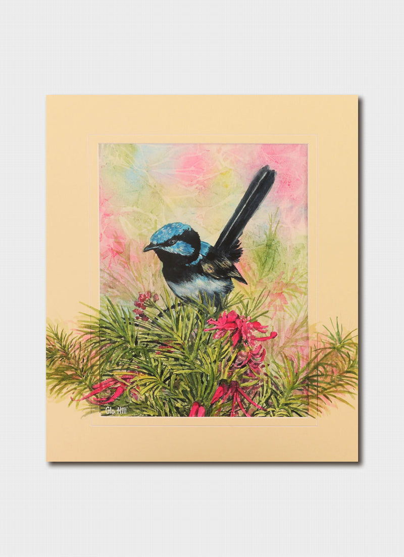 Glo Hill - Superb Fairy Wren