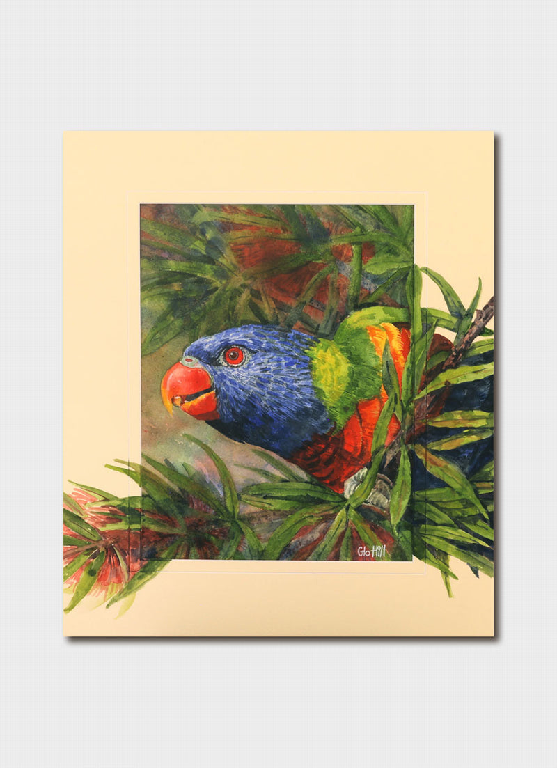 Glo Hill - Rainbow Lorikeet