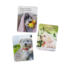 Live Love Bark - 24 Animal Affirmation Cards + Stand