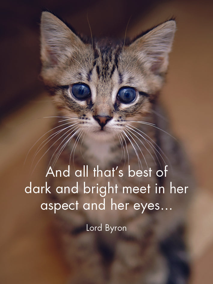 Kitten Tales - 24 Animal Affirmation Cards + Stand