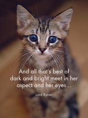 Kitten Tales - 24 Animal Affirmation Cards + Stand