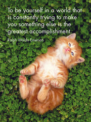 Kitten Tales - 24 Animal Affirmation Cards + Stand