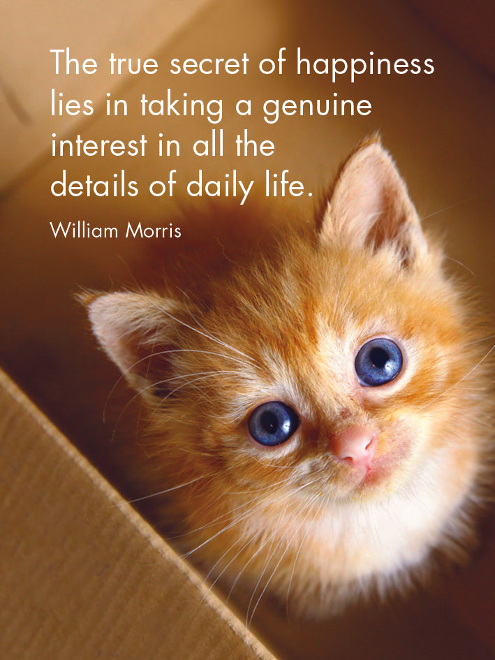 Kitten Tales - 24 Animal Affirmation Cards + Stand