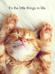 Kitten Tales - 24 Animal Affirmation Cards + Stand