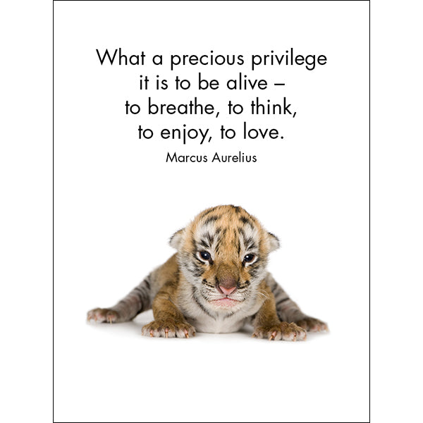 Little Treasures - 24 Animal Affirmation Cards + Stand