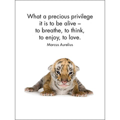 Little Treasures - 24 Animal Affirmation Cards + Stand