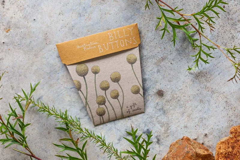 Billy Buttons Gift of Seeds