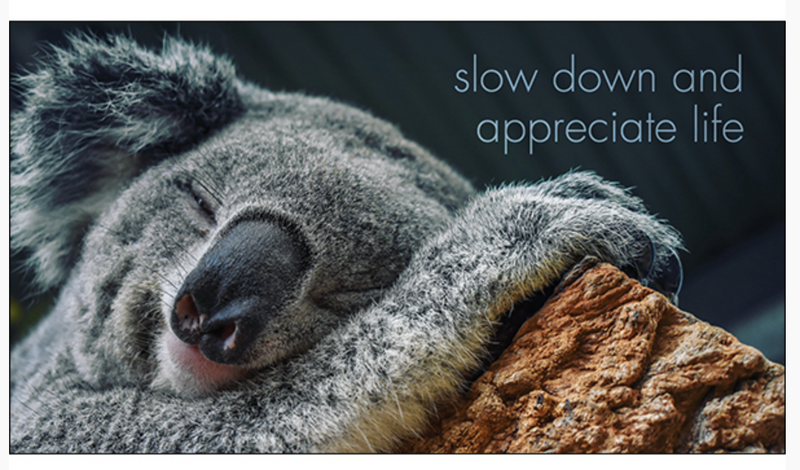 A Little Book of Koala Karma - Inspirational Quote Book