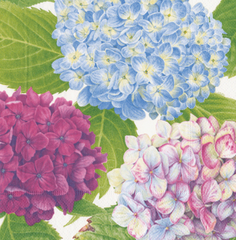 Hydrangea Garden