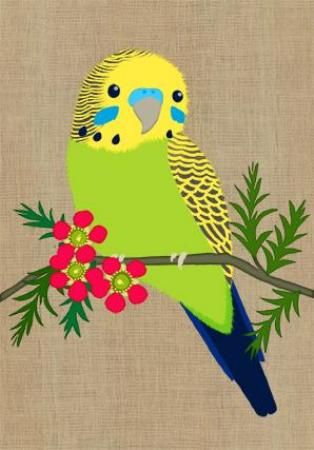 Mini Card - Budgerigar