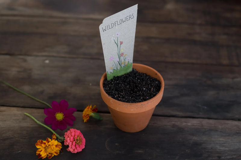 Wildflowers Gift of Seeds